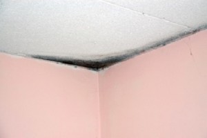 avoid_mold_in_your_home